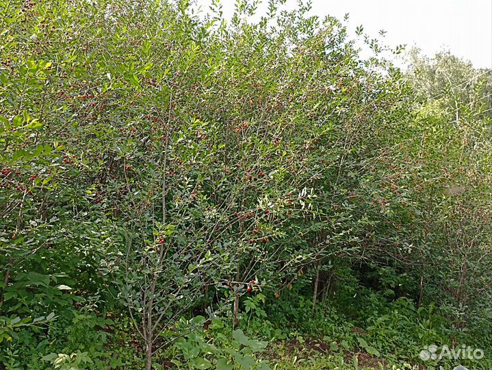 Войлочная вишня