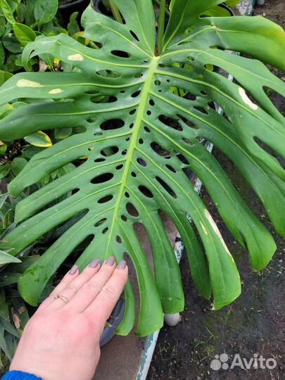 Монстера делициоза гигант тай