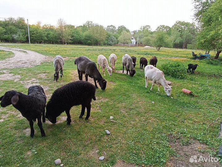 Овцы бараны ягнята