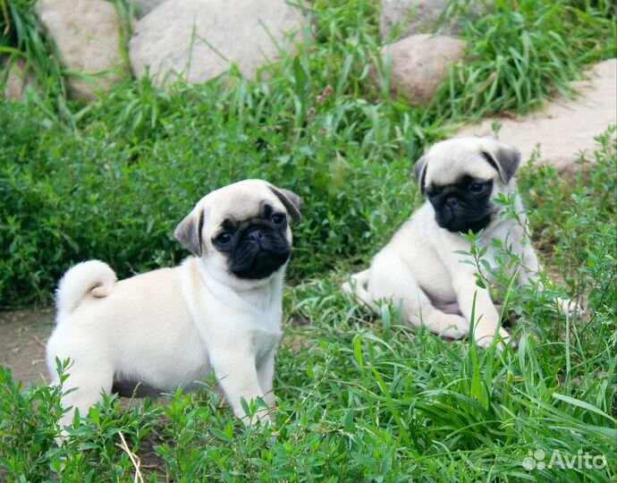 Щенки мопса