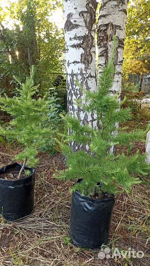 Лиственница