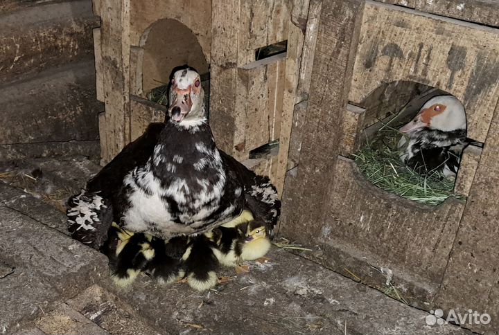 Продаётся индоутка с утятами