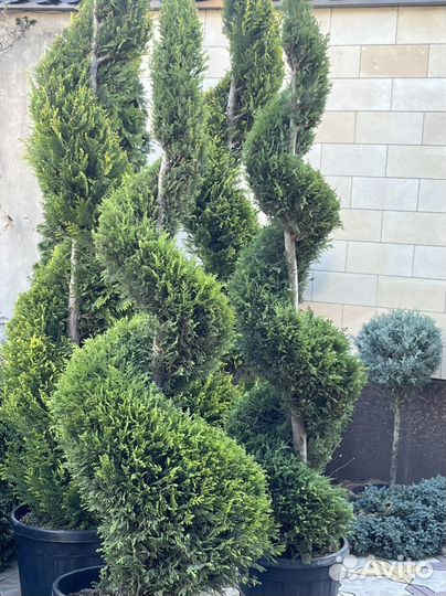 Питомник декларативных культур