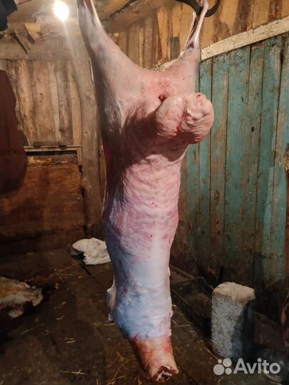 Баранина говядина