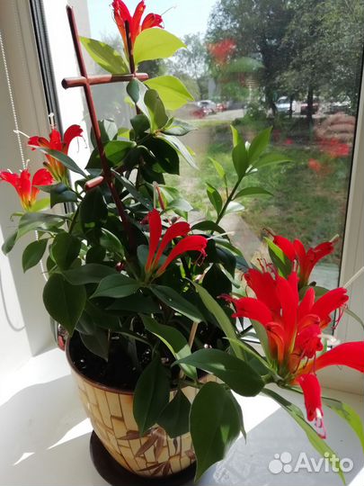 Эсхинантус