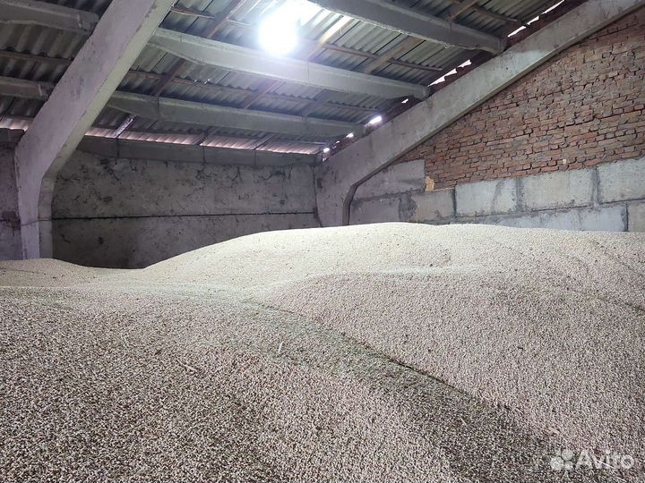 Белая кукуруза