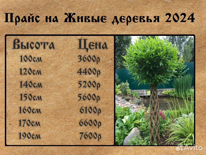 Живое дерево из Ивы, Сибирская пальма