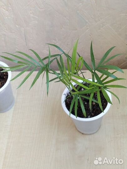 Комнатные цветы