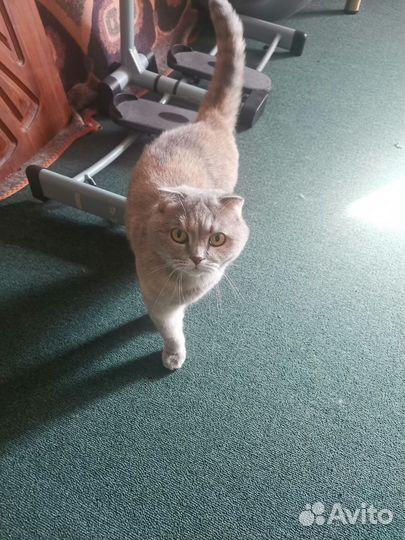 Кошка вислоушка