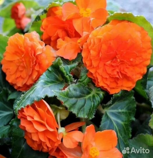 Бегония клубневая