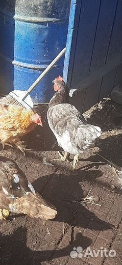 Молодые петушки