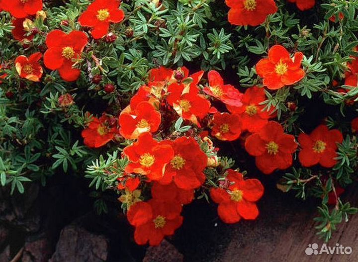 Лапчатка в ассортименте