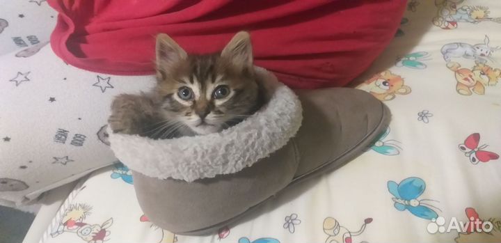 Котенок девочка