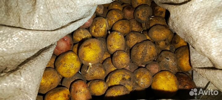 Картофель на посадку,еду, мелкий