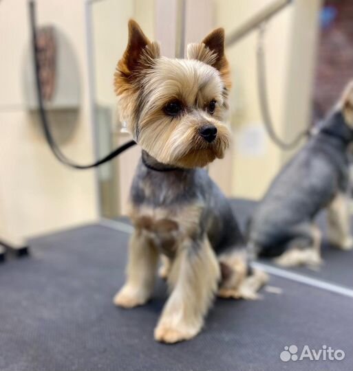 Уход за животными