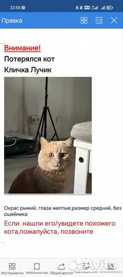 Потерялся кот 