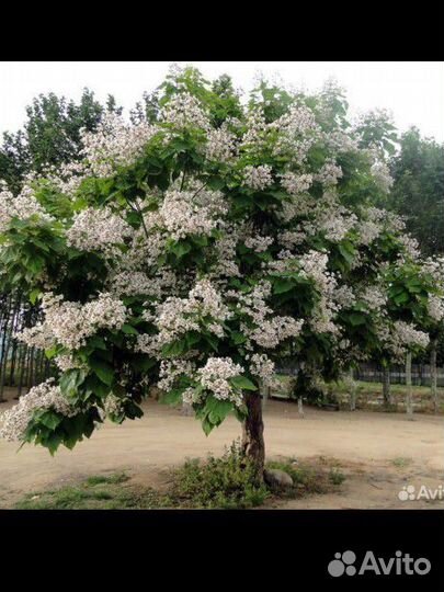 Катальпа саженцы 160+см