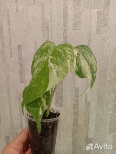 Монстера Альба