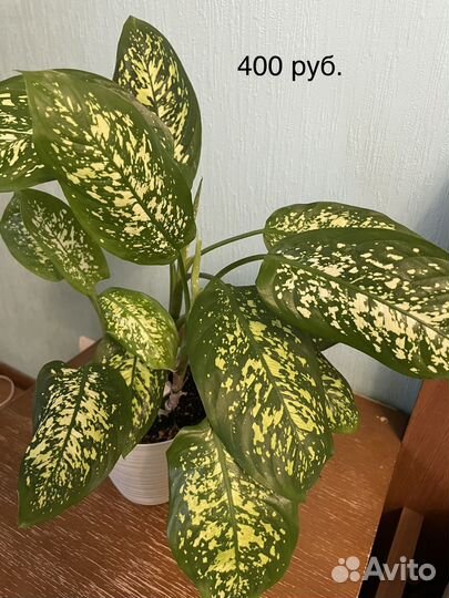 Диффенбахия