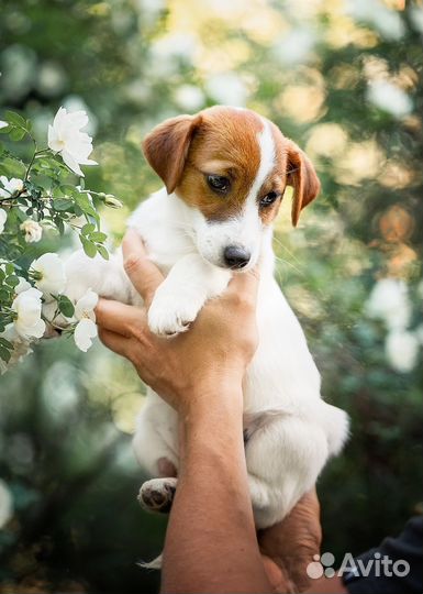 Джек Рассел терьер