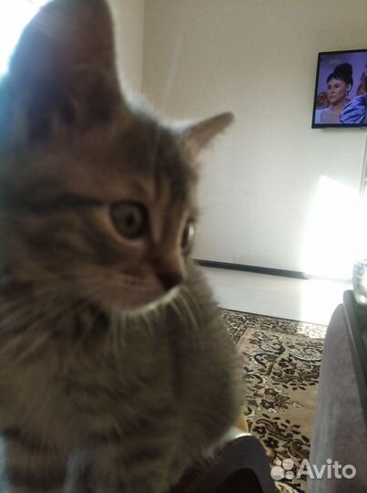 Кошка в дар