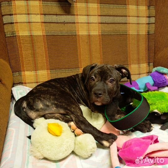 Собаки щенки