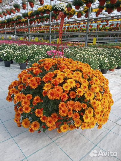 Хризантема кашпо
