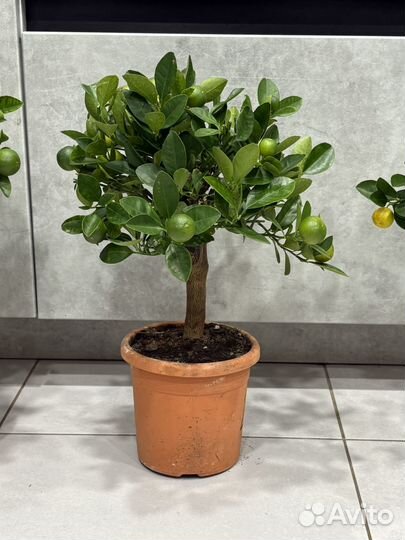 Мандариновое дерево