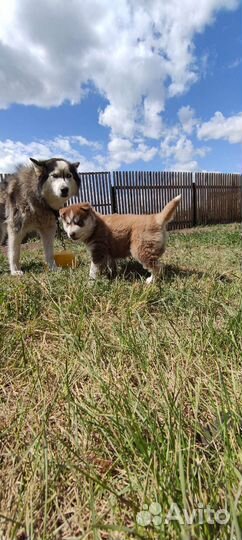 Щенок хаски девочка