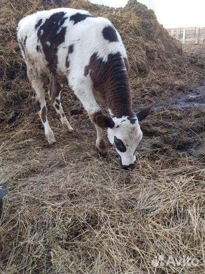 Телочка от джерси