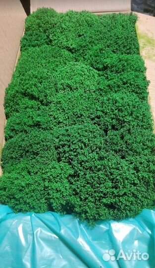 Премиальный мох в виде кочек Королевский ягель