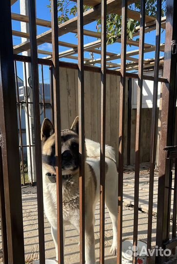 Американская акита вязка