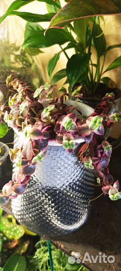 Очиток (sedum rubrotinctum), опунция
