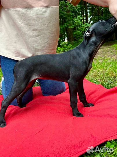 Американский питбультерьер щенки