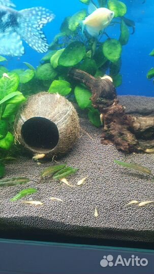 Аквариумные рыбки анцитрусы