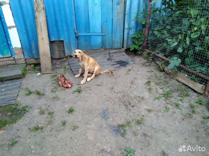 Русская гончяя