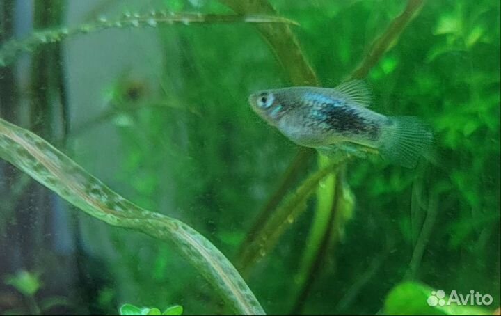 Креветки, растения, артемия