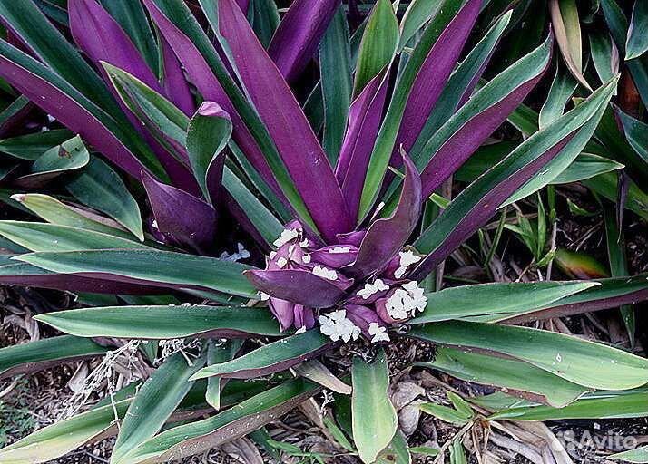 Традесканция разноцветная