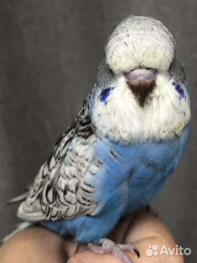 Чех ввп выставочный волнистый попугай птенец