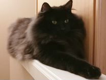 Норвежская лесная черная кошка