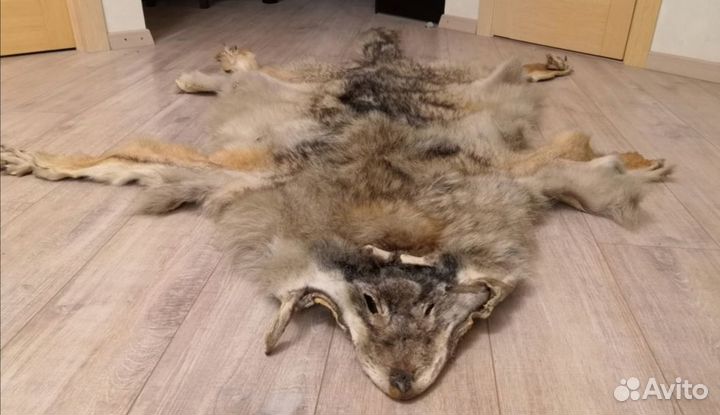 Шкура волка