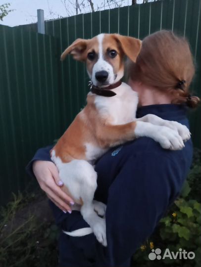 Собака в добрые руки щенок