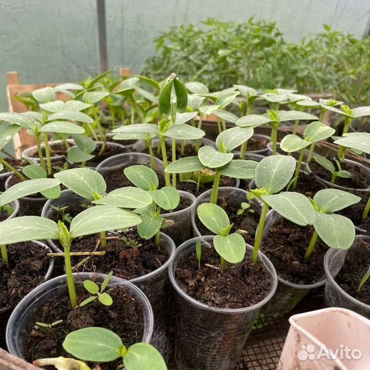 Рассада помидор перцев огурцов цветов клубника