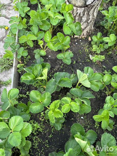 Рассада клубники Азия