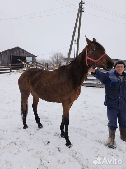 Английская чистокровная кобыла