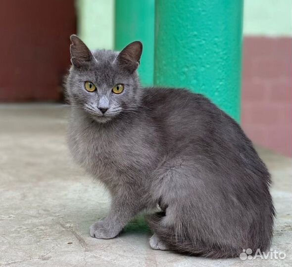 Красивая кошечка,Фенотип Русской голубой