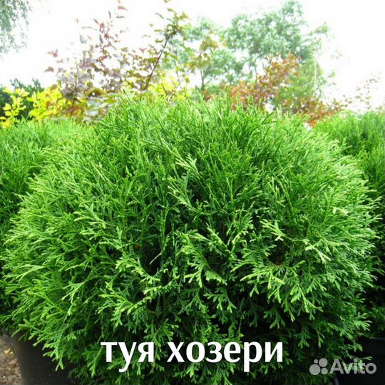 Туя брабант хозери вагнери
