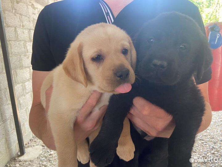 Щенки лабрадора