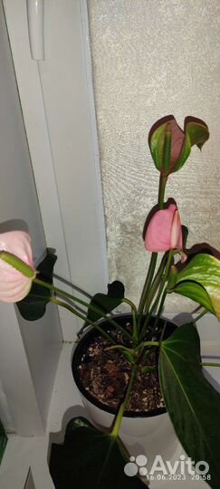 Антуриум Джолли пинк