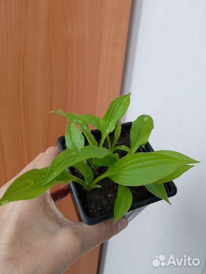 Хоста мышиные ушки